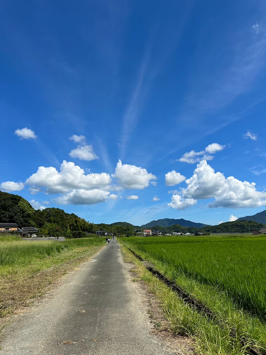 夏の田んぼ